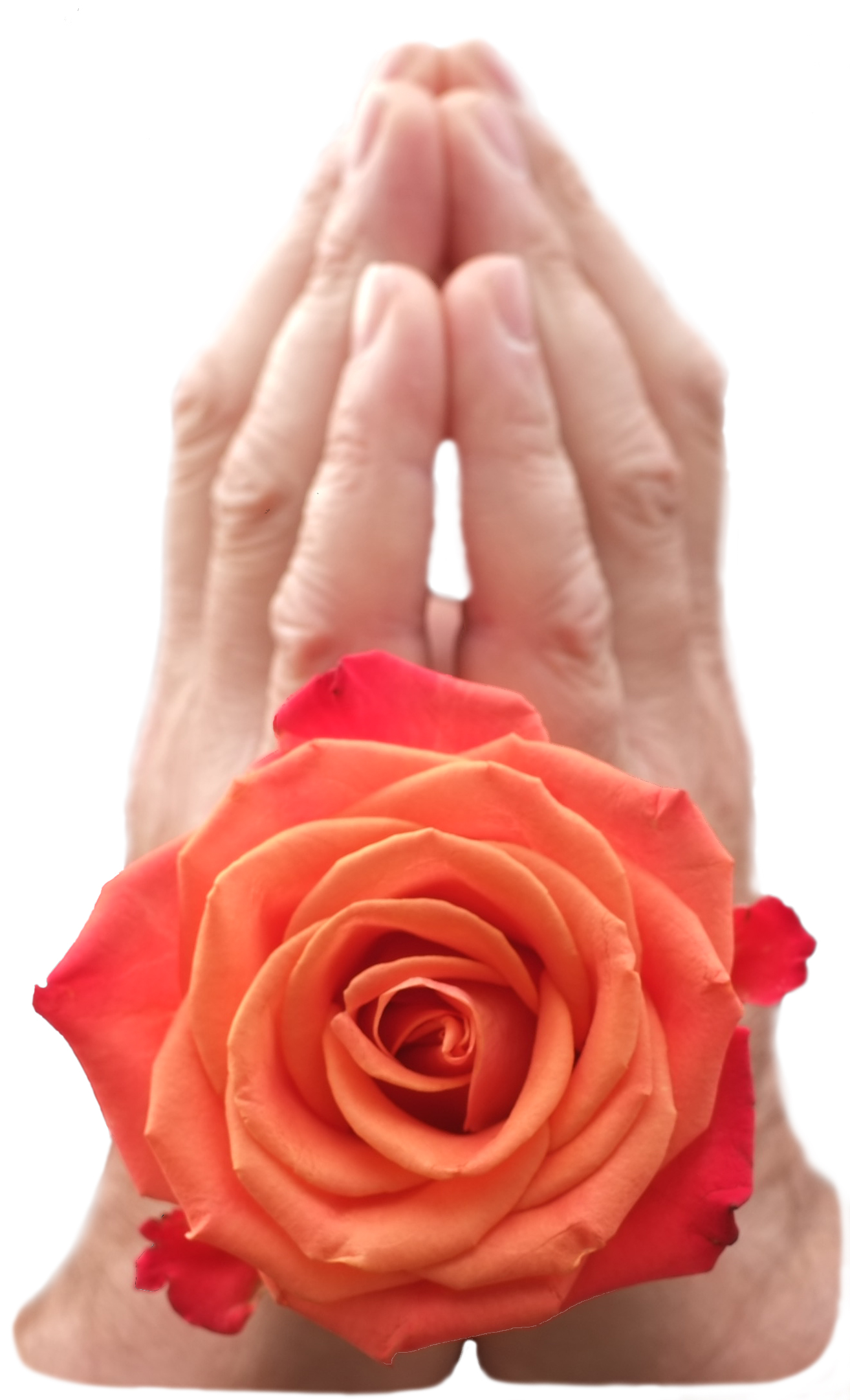 Hands in prayer with flower